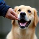 Méthode positive – éducateur offrant une récompense au chien