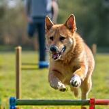 Parcours d’agility extérieur – chien en action