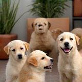 Classe de socialisation avec chiots heureux